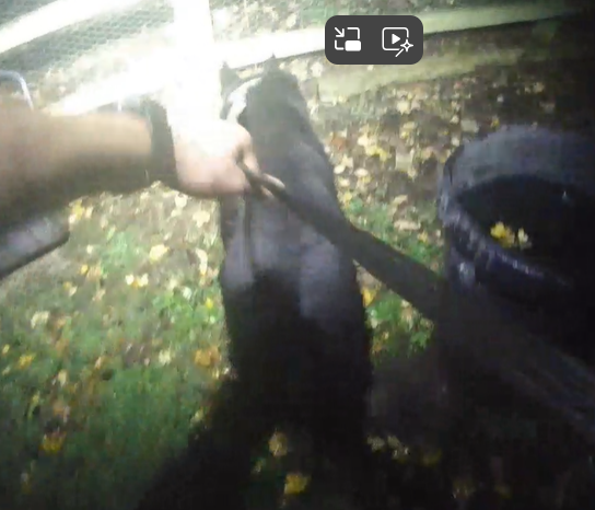 Police Dog Rhun in action 