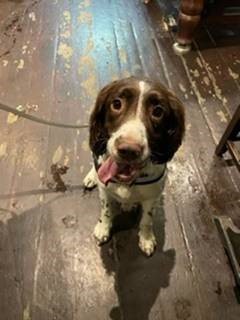 Charlie the passive drugs dog