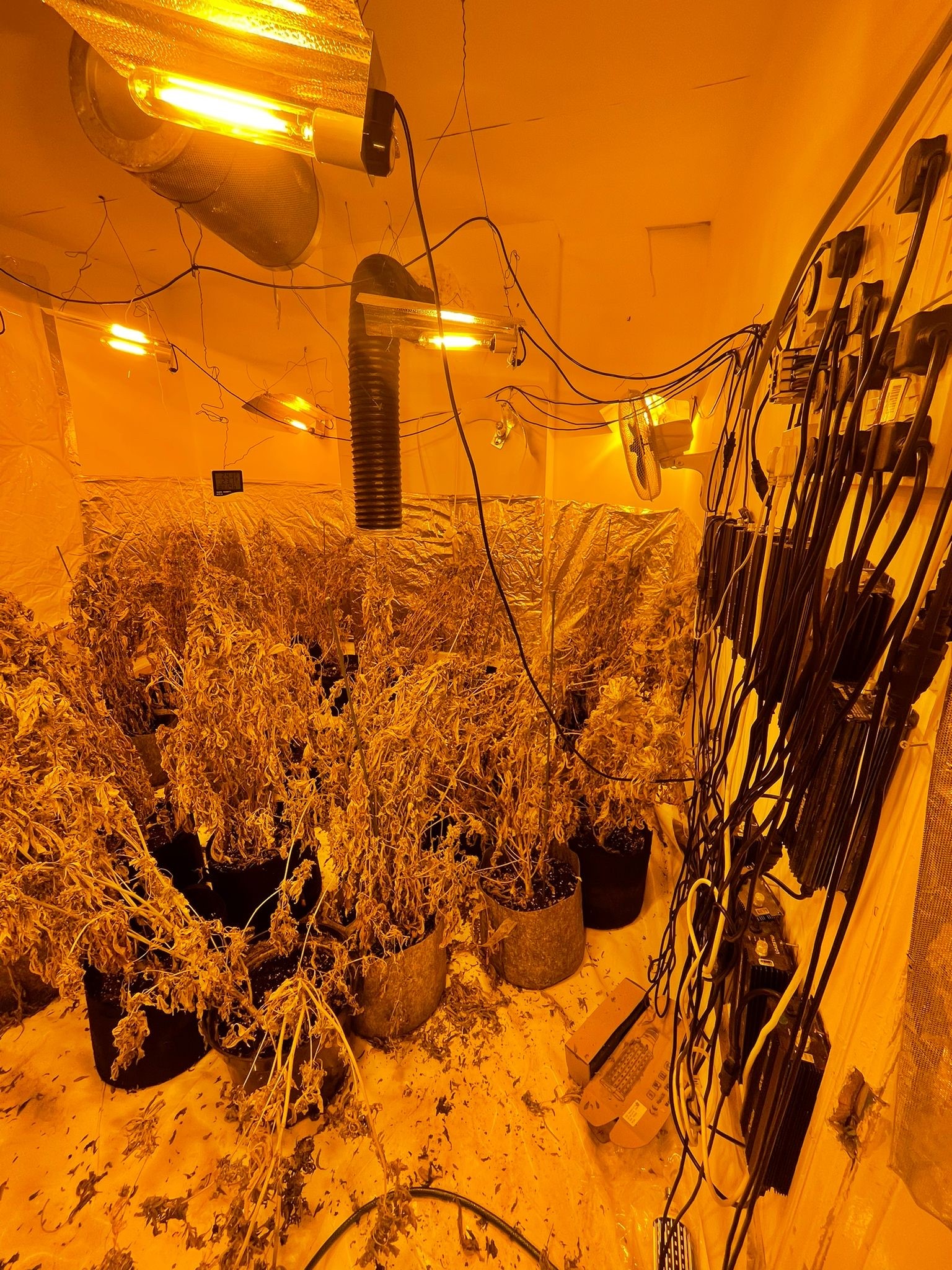 cannabis grow