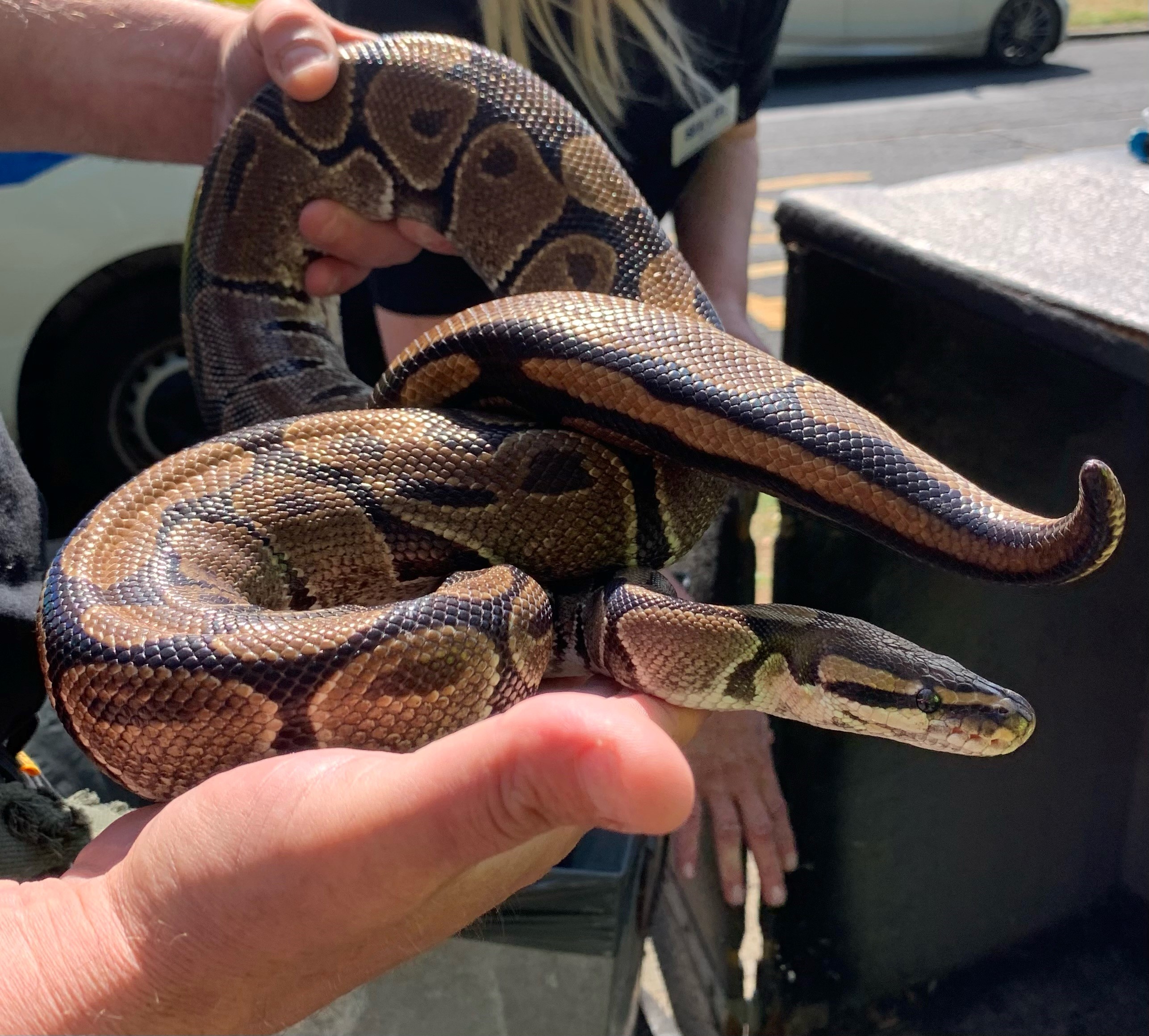 One of the Royal Pythons found abandoned in Scarborough