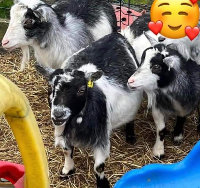 goats
