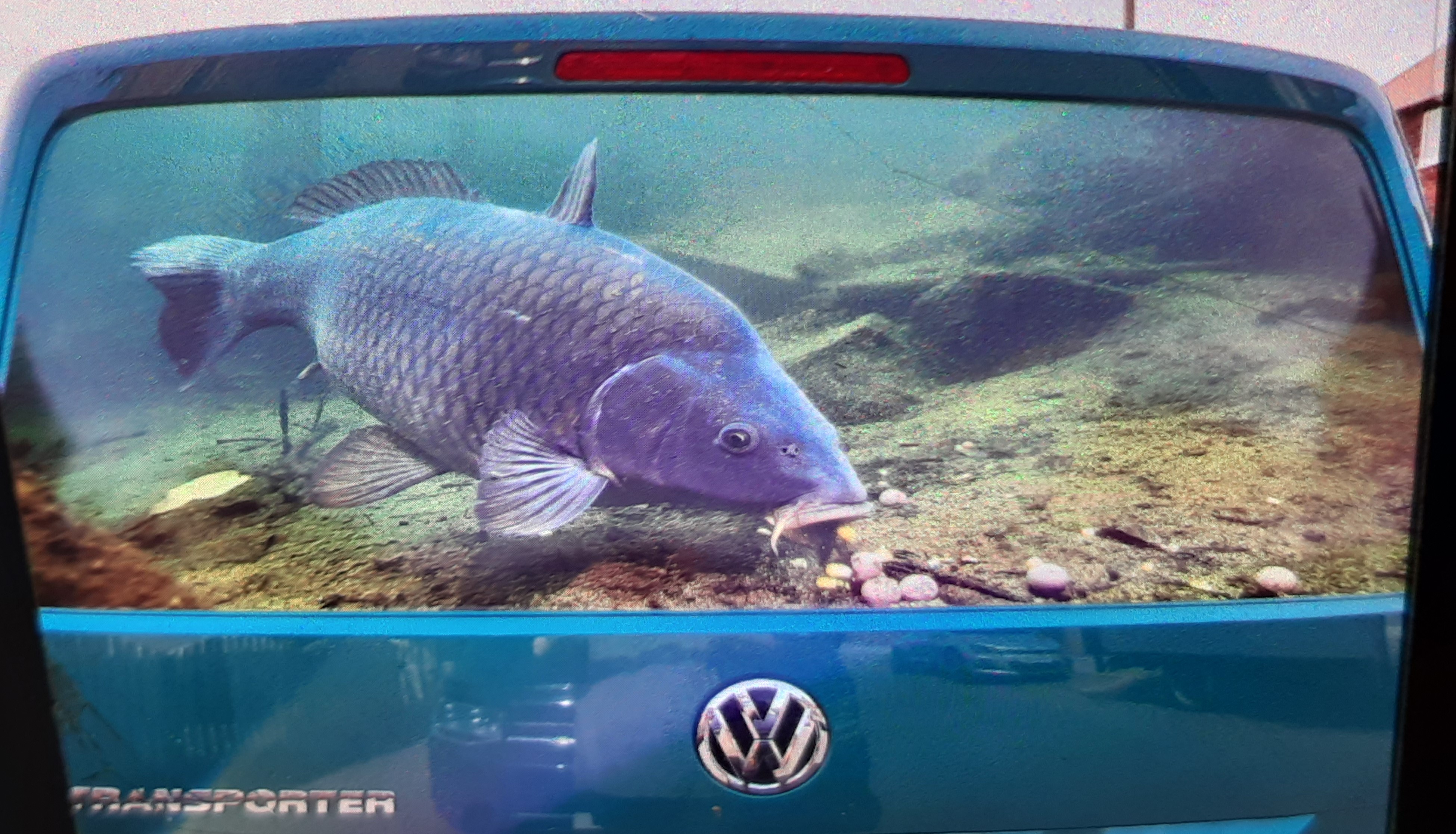 VW van with common carp image on rear