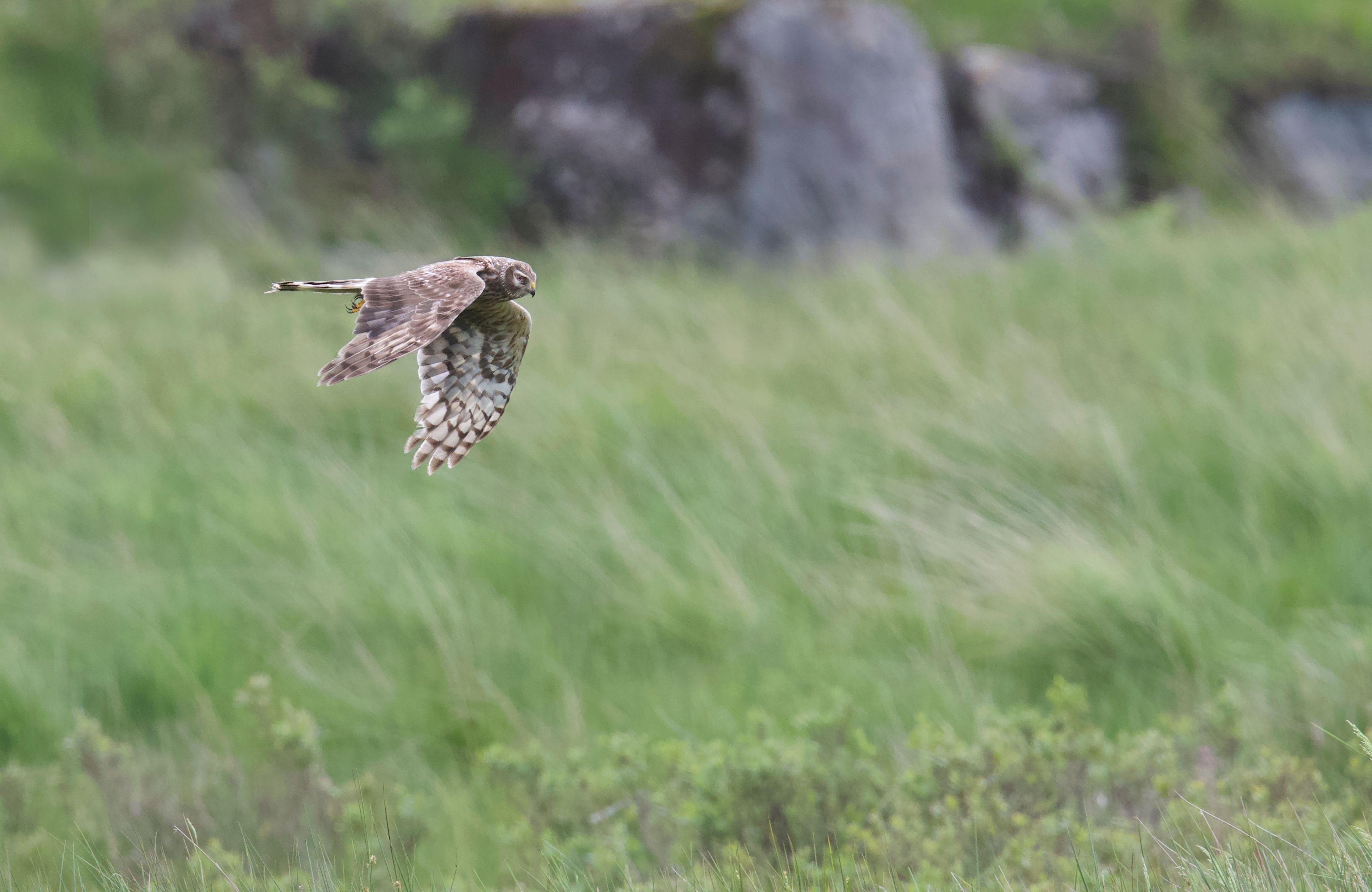A female Hen Harrier (file picture)