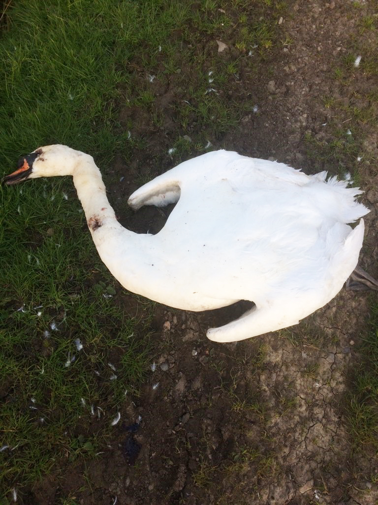 Colburn swan