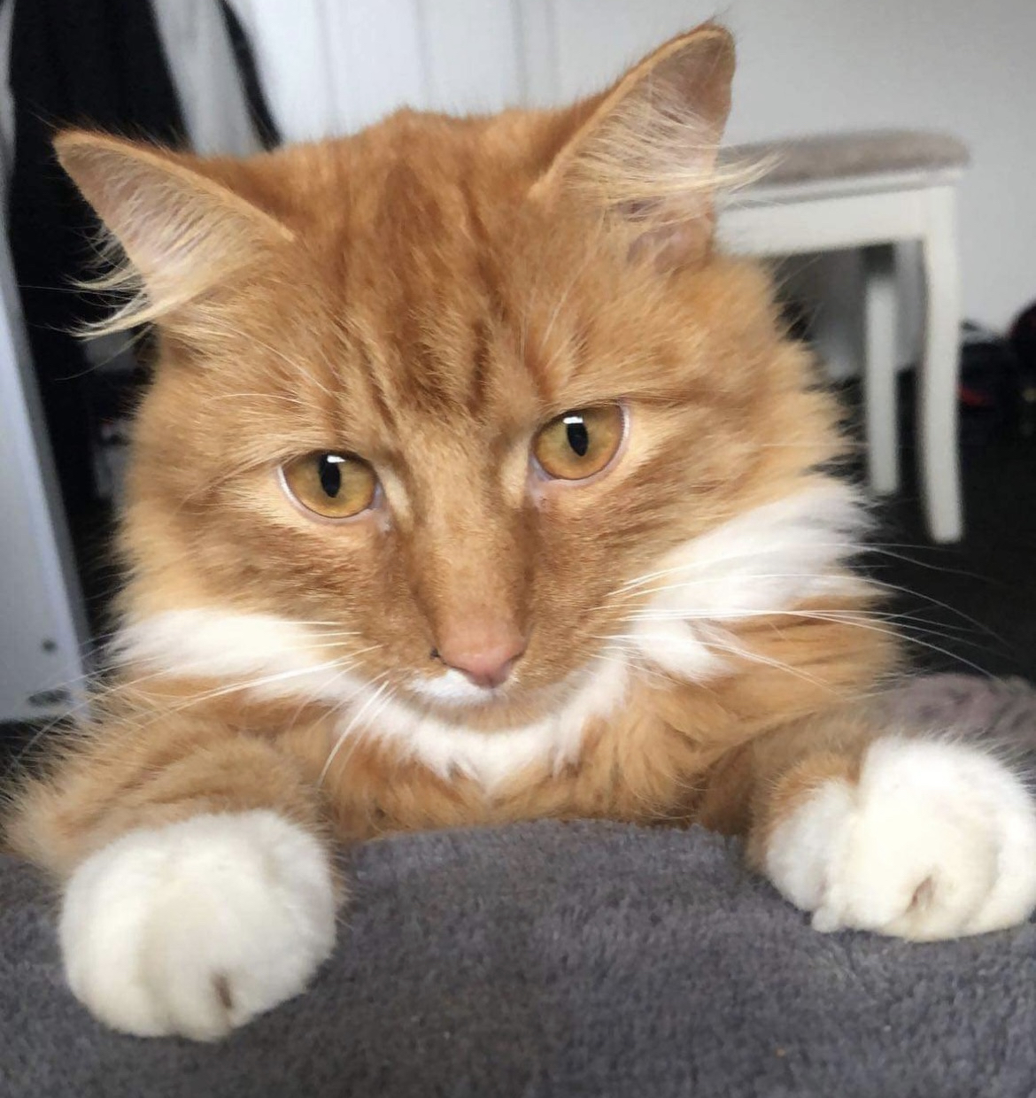 Timmy the cat