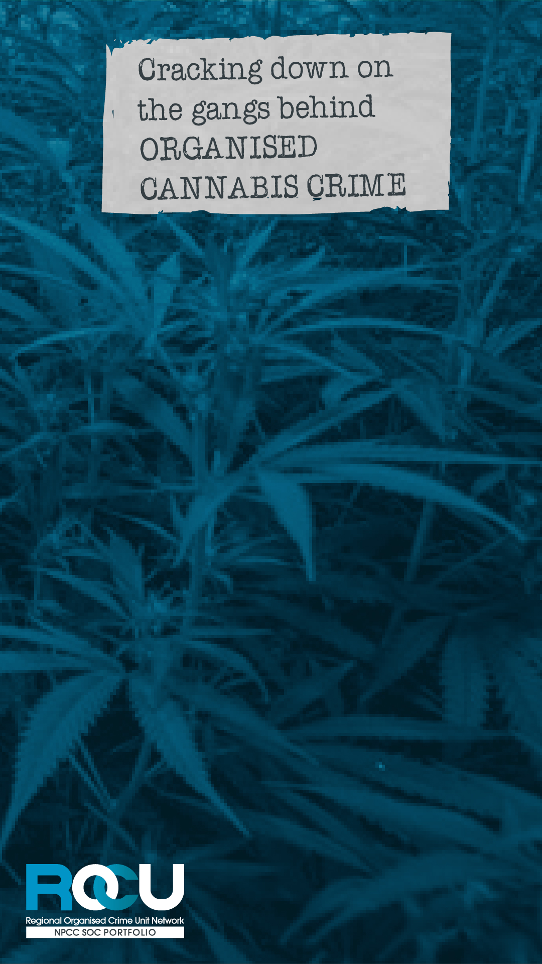 cracking down on cannabis crime 