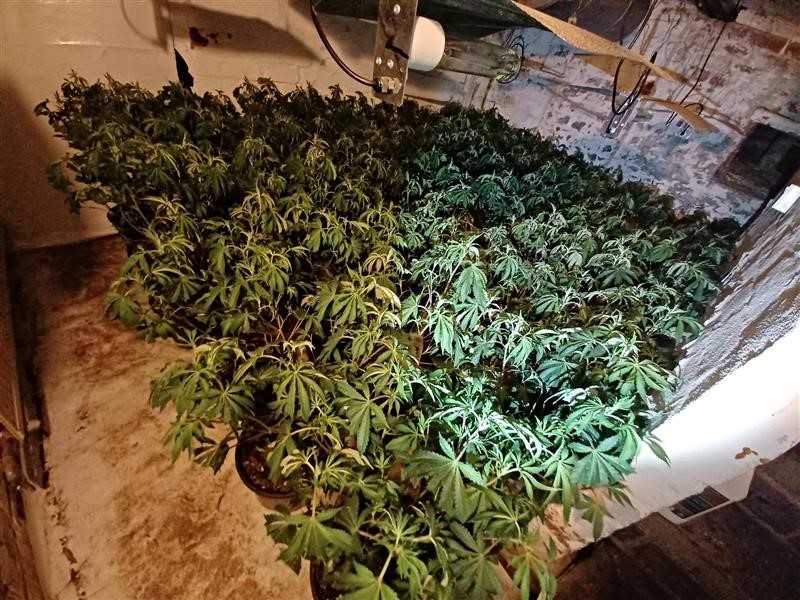 A cannabis farm uncovered in Harrogate last week