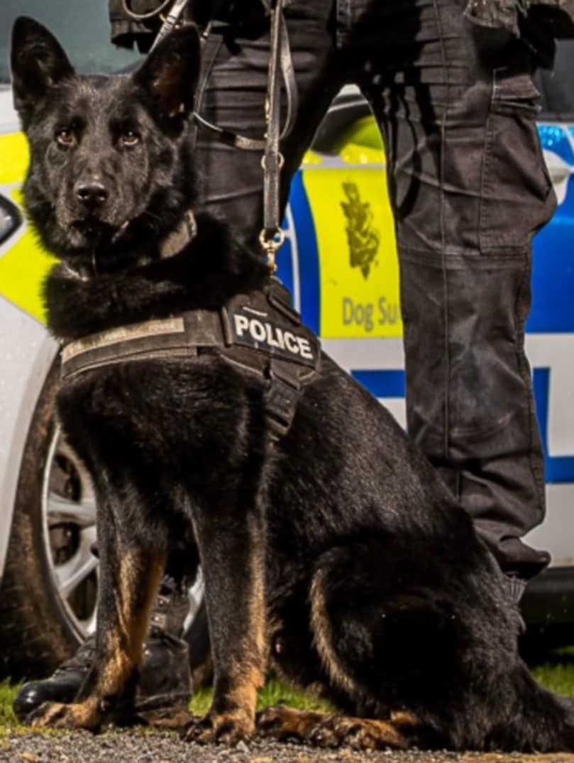 PD Kenai