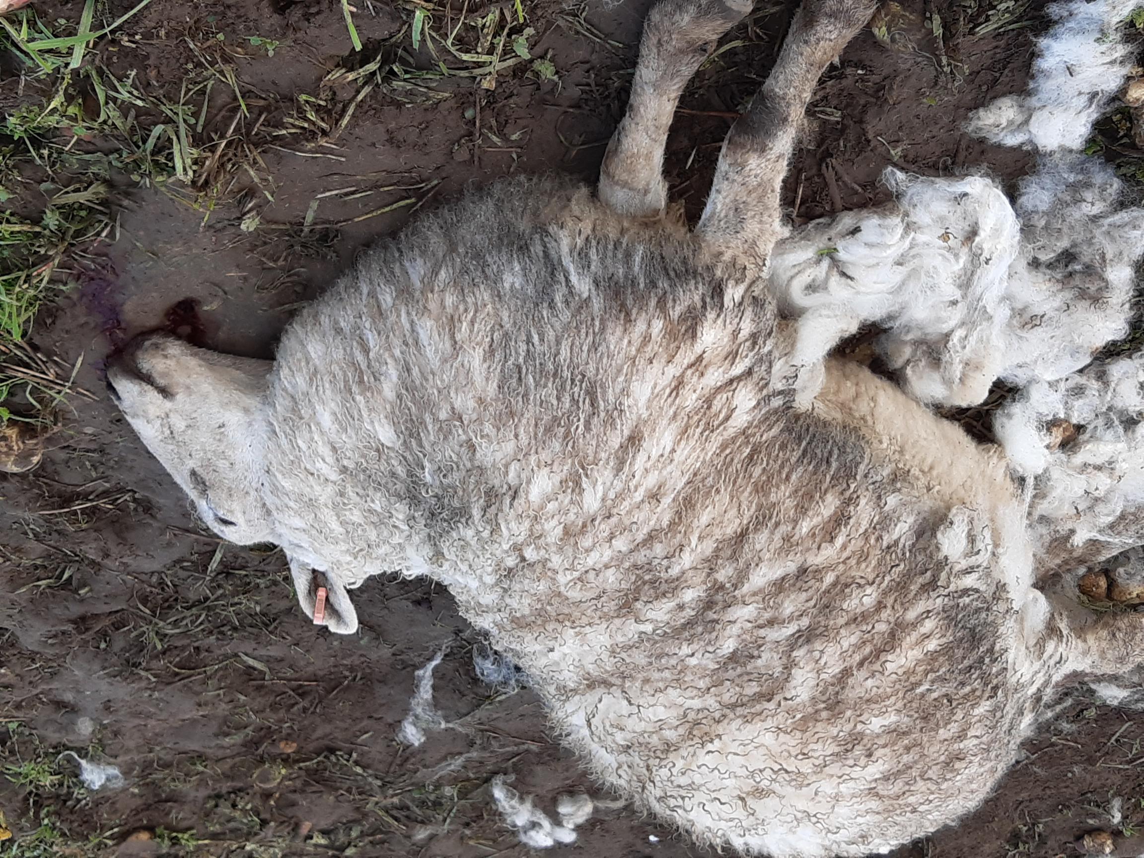sheep worrying 