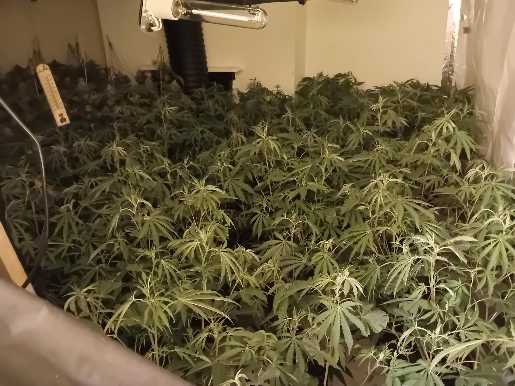 cannabis grow