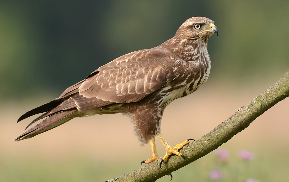 Common Buzzard