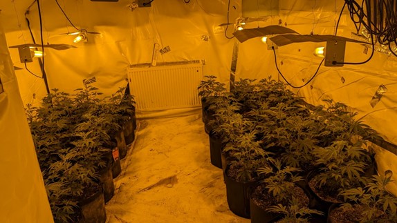 cannabis farm