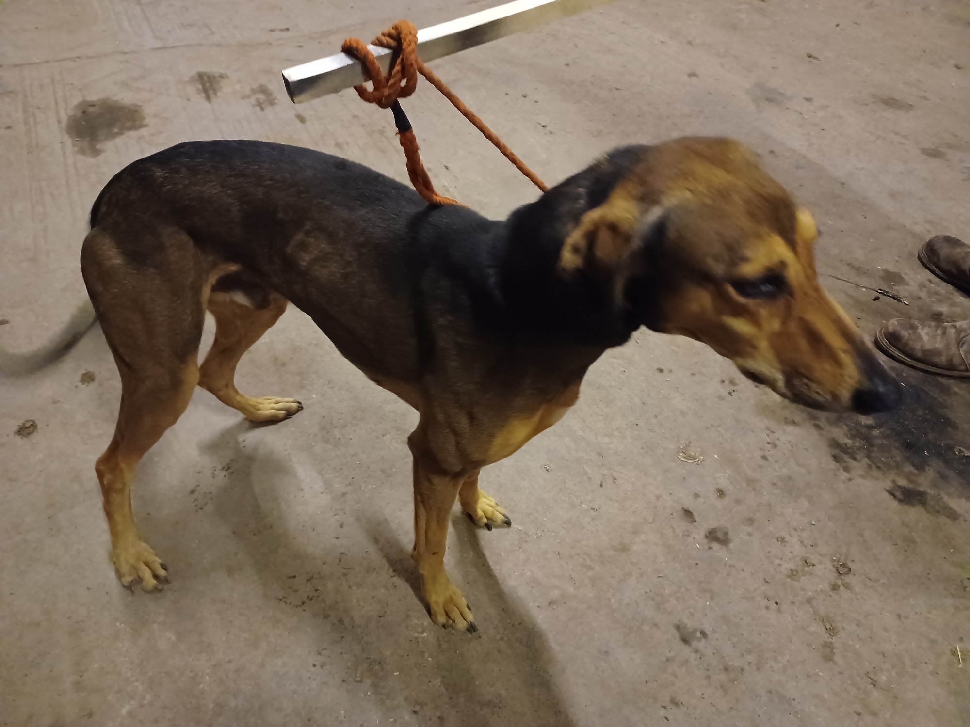 Black/brown lurcher dog