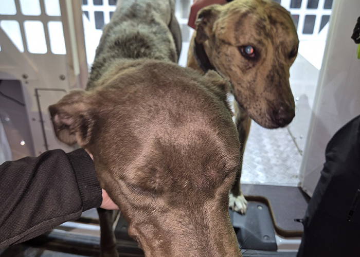 Two lurchers