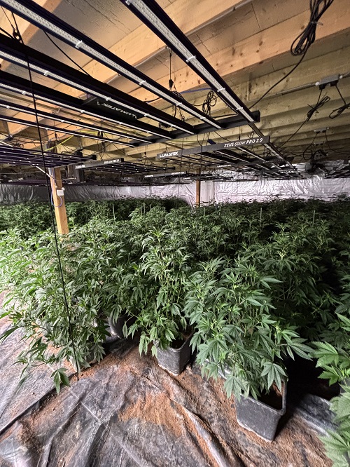 Cannabis
