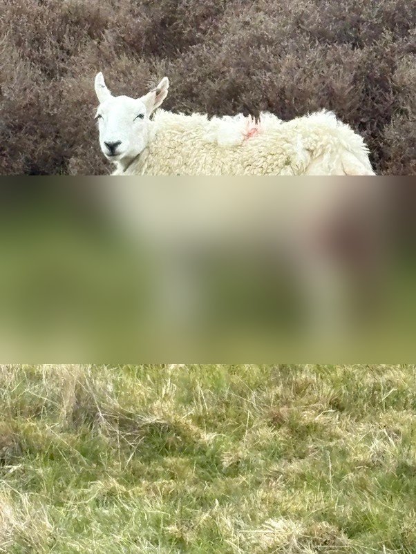 Sheep