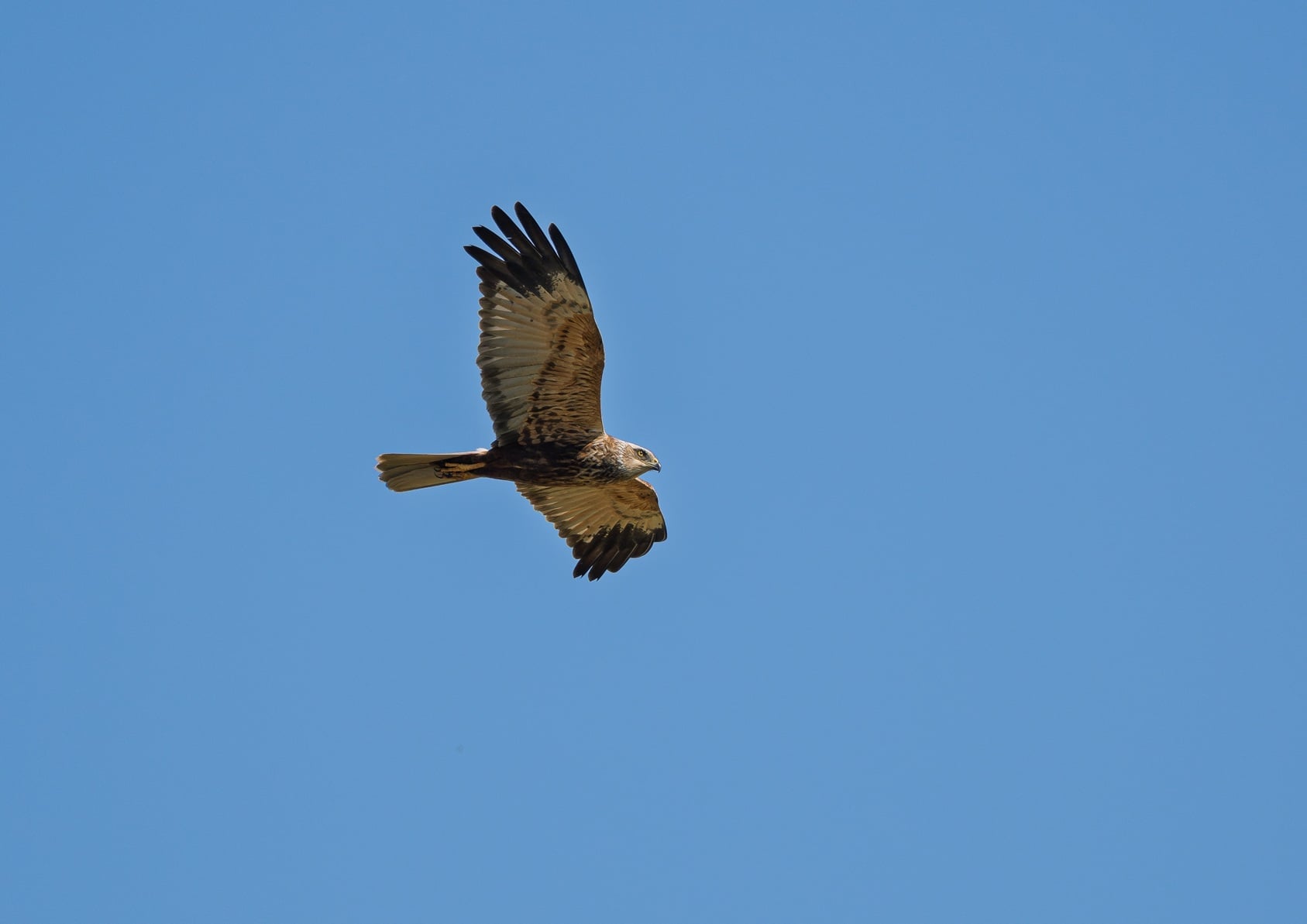 Marsh Harrier (file picture) l.jpg