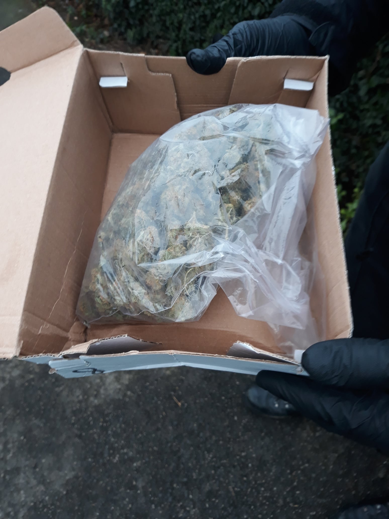 Seized cannabis